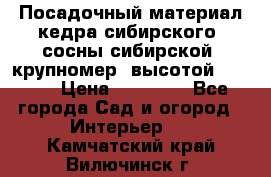 Посадочный материал кедра сибирского (сосны сибирской) крупномер, высотой 3-3.5  › Цена ­ 19 800 - Все города Сад и огород » Интерьер   . Камчатский край,Вилючинск г.